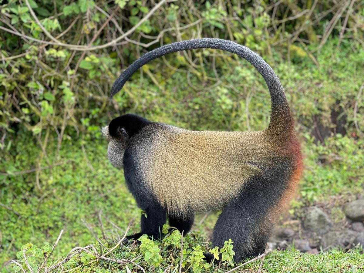 Virunga Homes 루헹게리 외부 사진