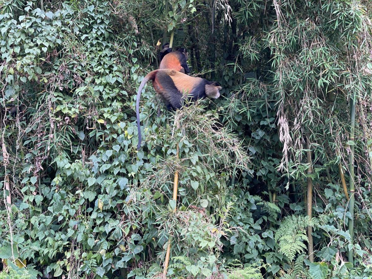 Virunga Homes 루헹게리 외부 사진