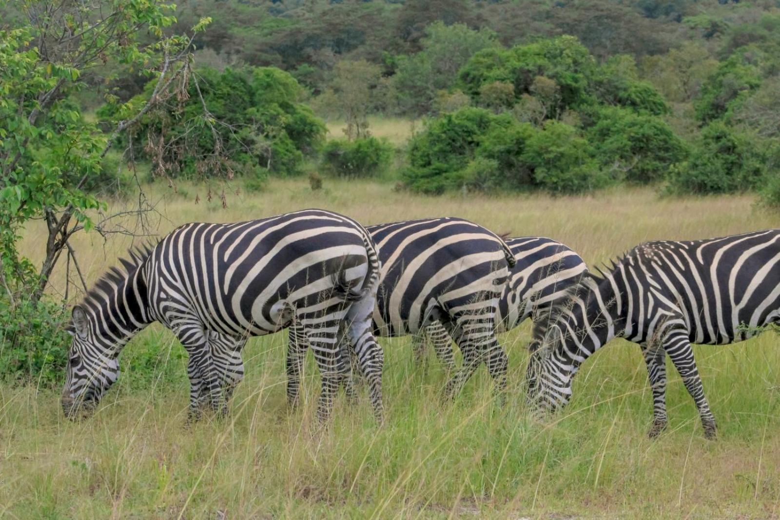 Virunga Homes 루헹게리 외부 사진